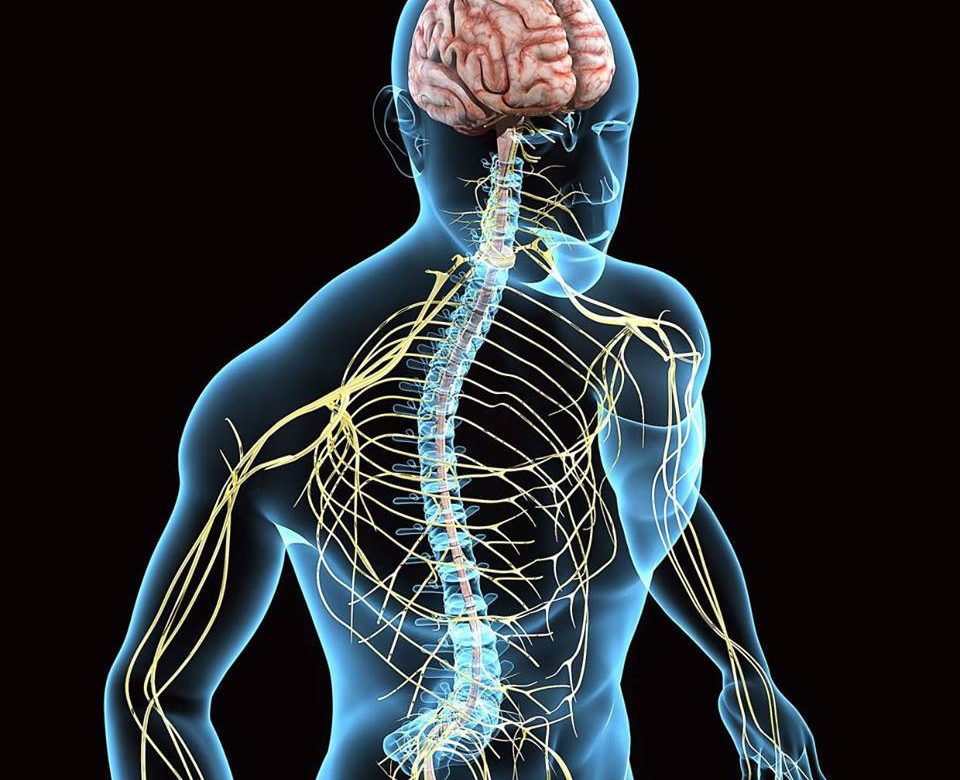 Neurodinamica